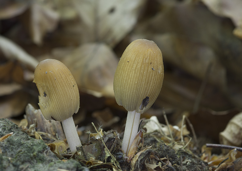 Coprinellus silvaticus